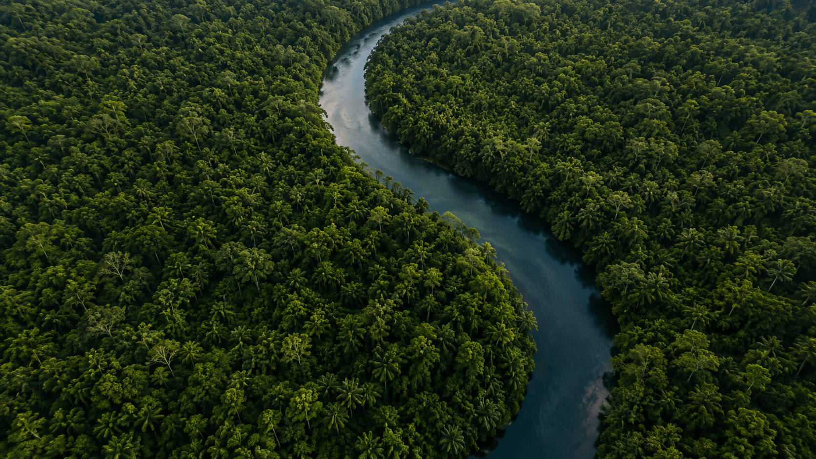 Vista aérea de área florestal